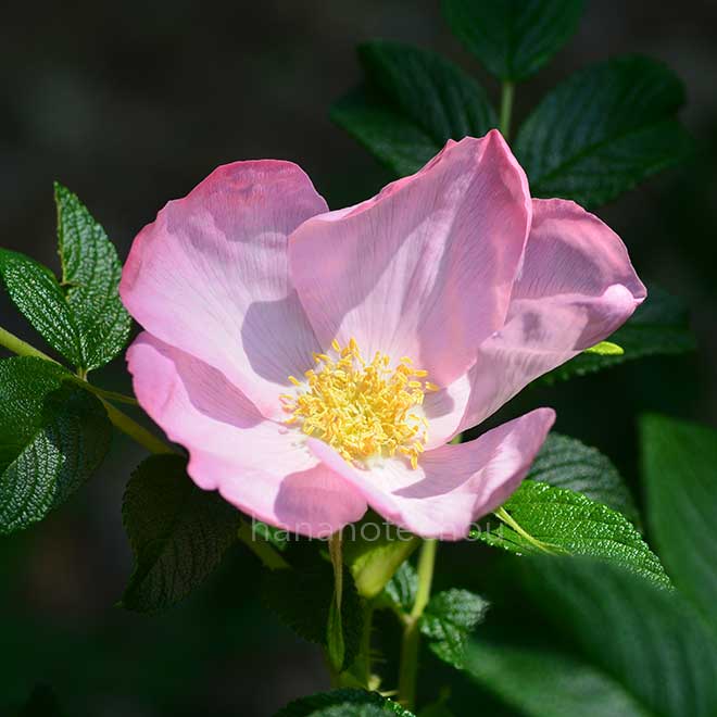 バラ ｜花の手帖の薔薇図鑑