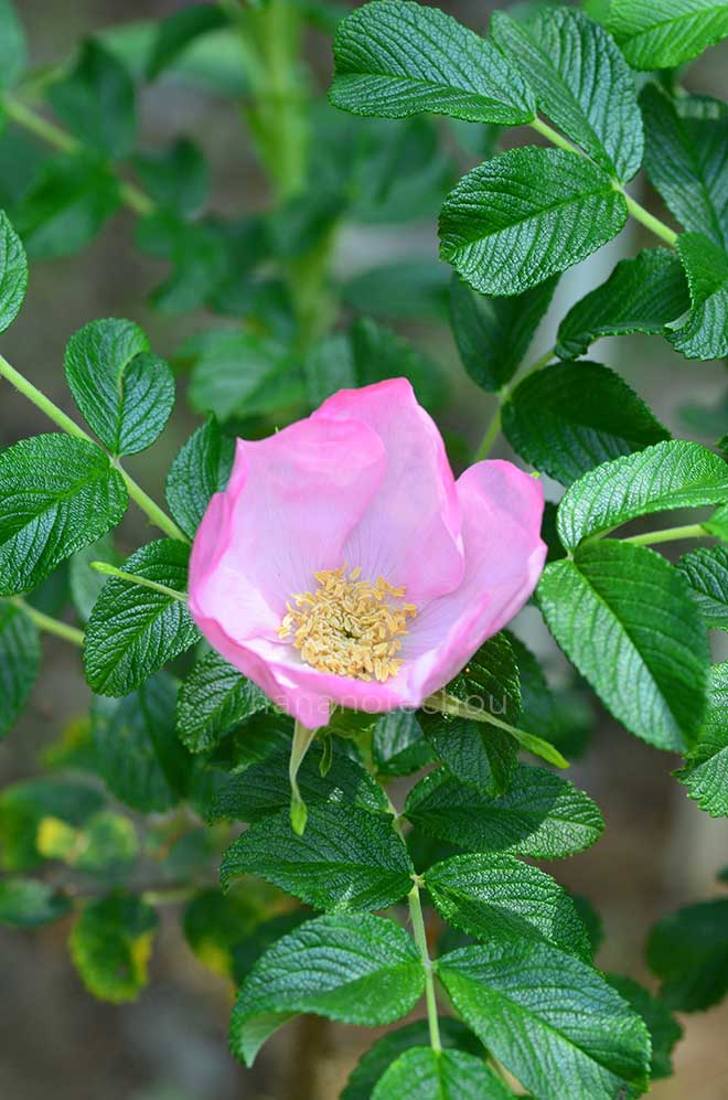 バラ ｜花の手帖の薔薇図鑑