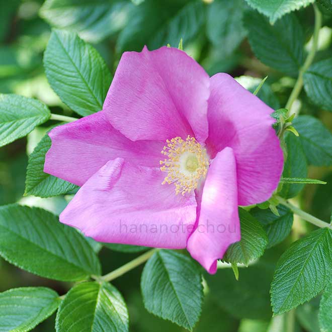 バラ ロサ ルゴサ スカブローサ|花の手帖の薔薇図鑑