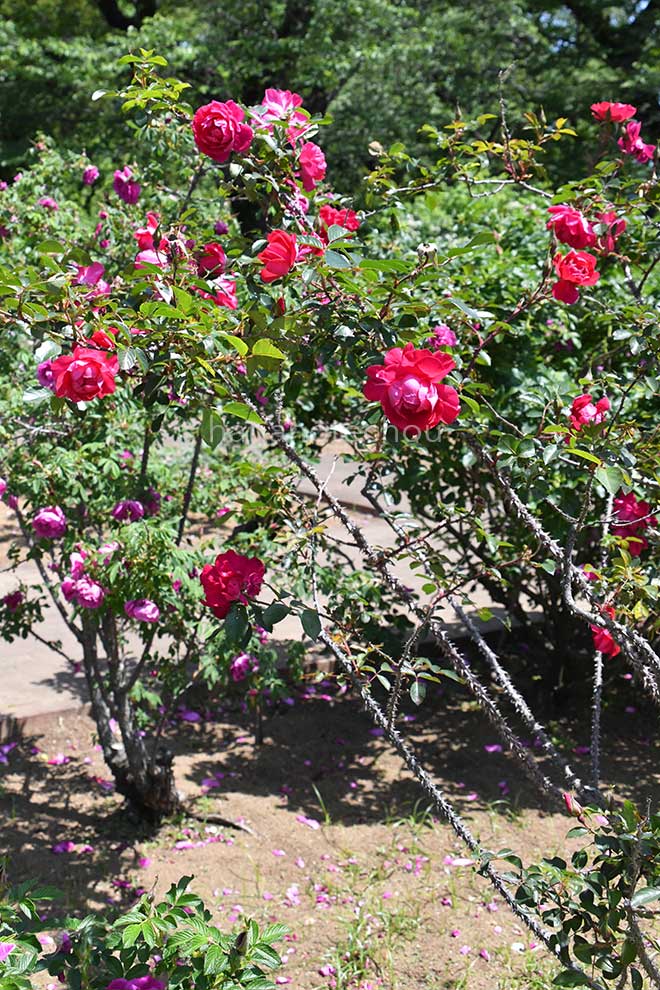 バラ ロサ ルゴサ スカーレット｜花の手帖の薔薇図鑑