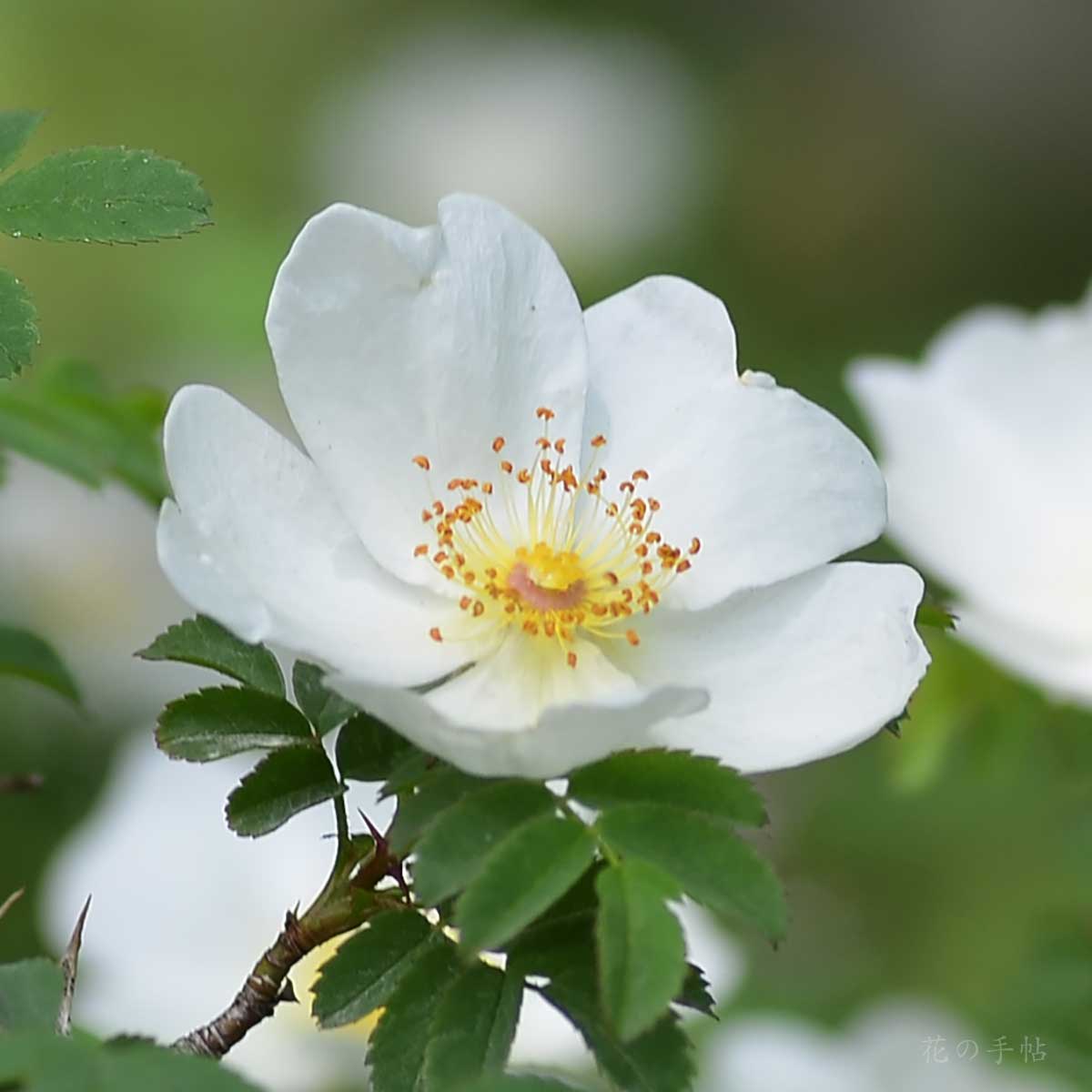 バラ ロサ セリケア プテラカンタ|花の手帖の薔薇図鑑