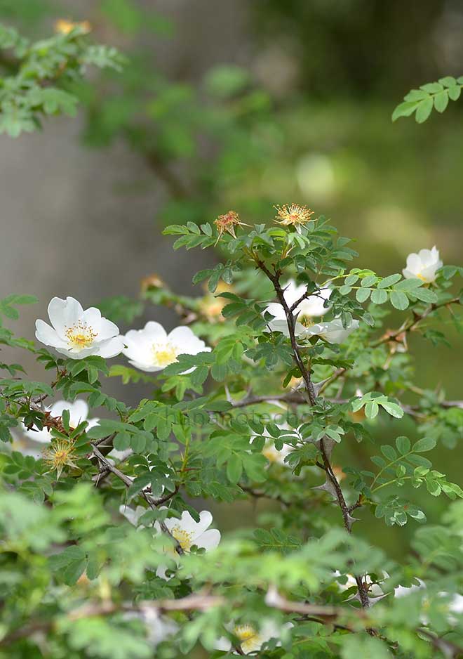 バラ ロサ セリケア プテラカンタ|花の手帖の薔薇図鑑