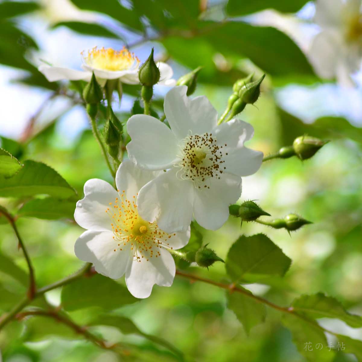 バラ ロサシノウィルソニー｜花の手帖の薔薇図鑑