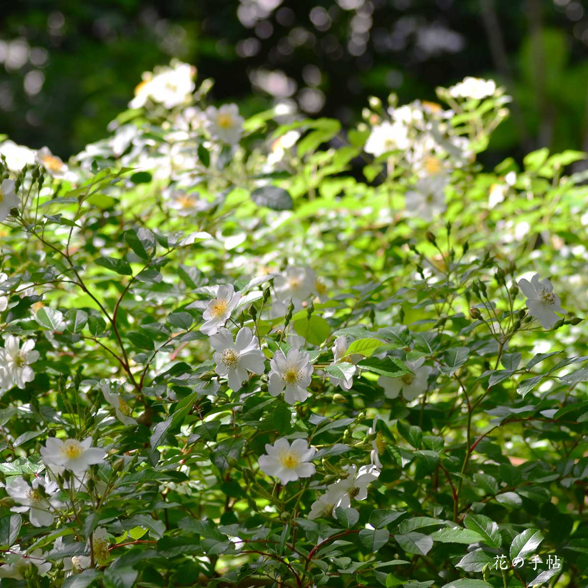 バラ ロサシノウィルソニー｜花の手帖の薔薇図鑑