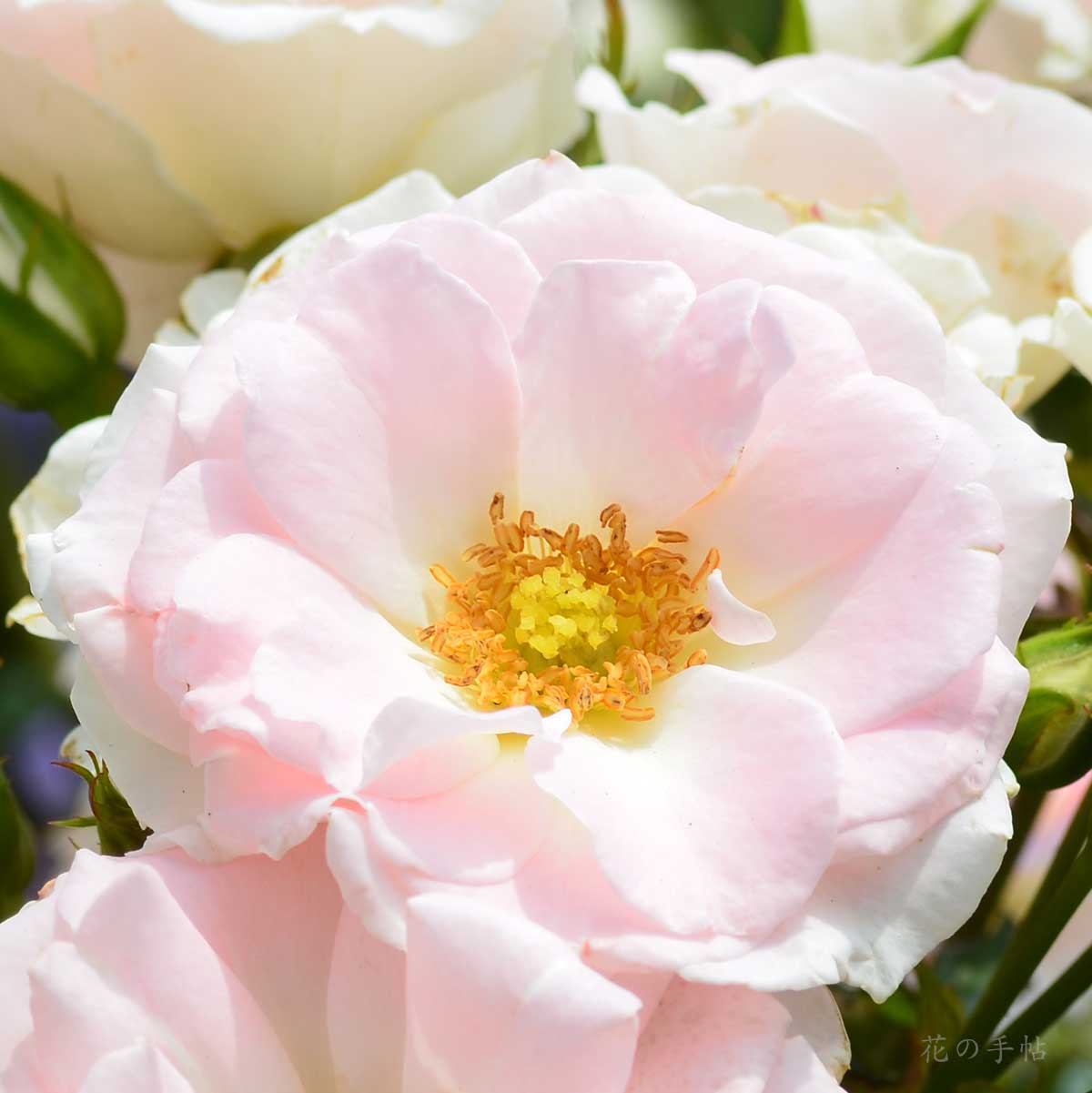 バラ ローザつづきく｜花の手帖の薔薇図鑑