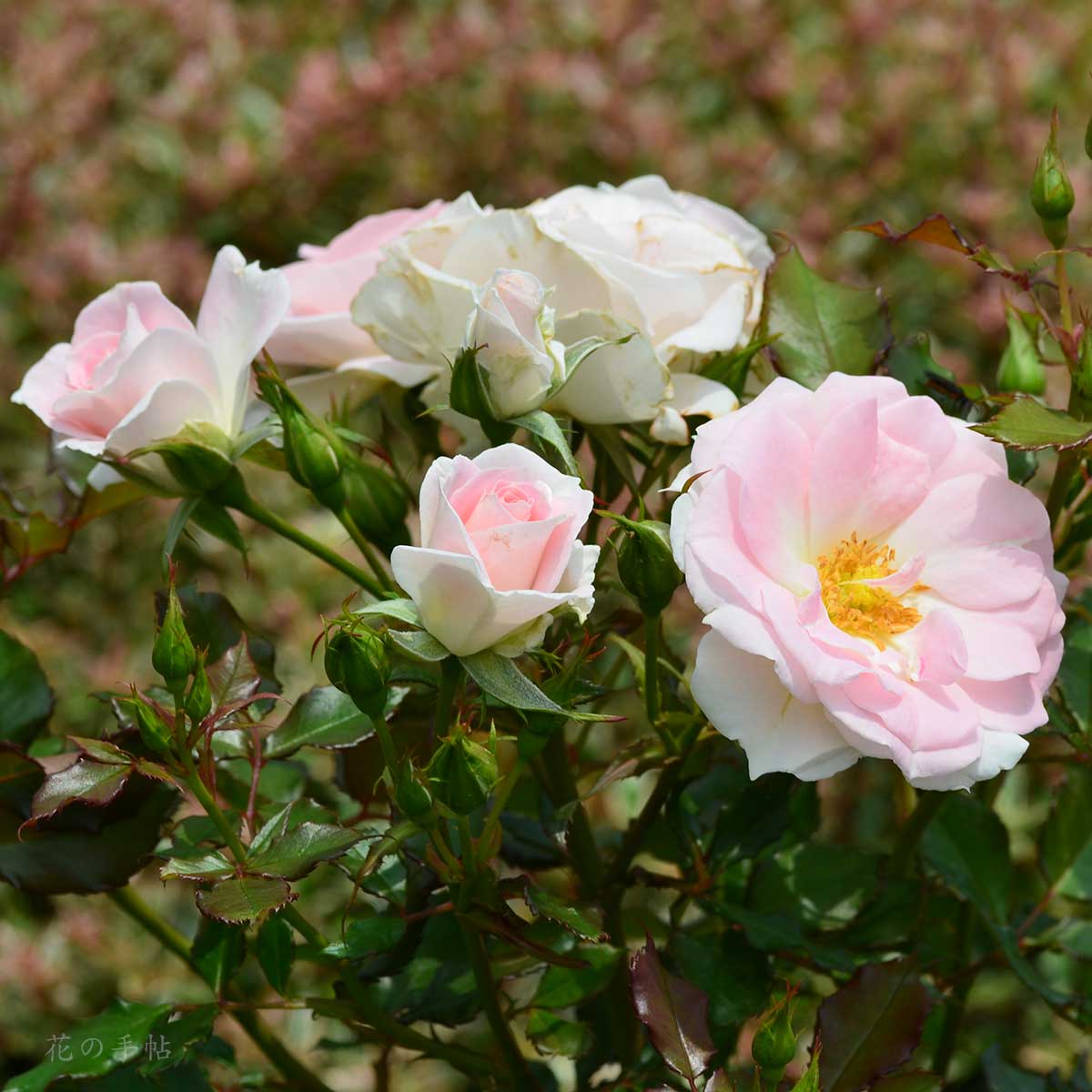 バラ ローザつづきく｜花の手帖の薔薇図鑑