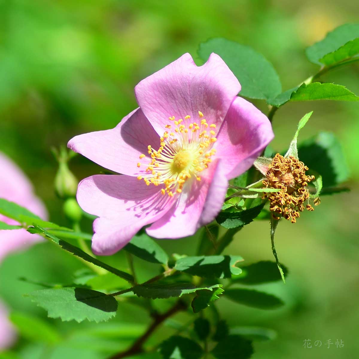 バラ ロサ ウッドシー フェンドレリー｜花の手帖の薔薇図鑑