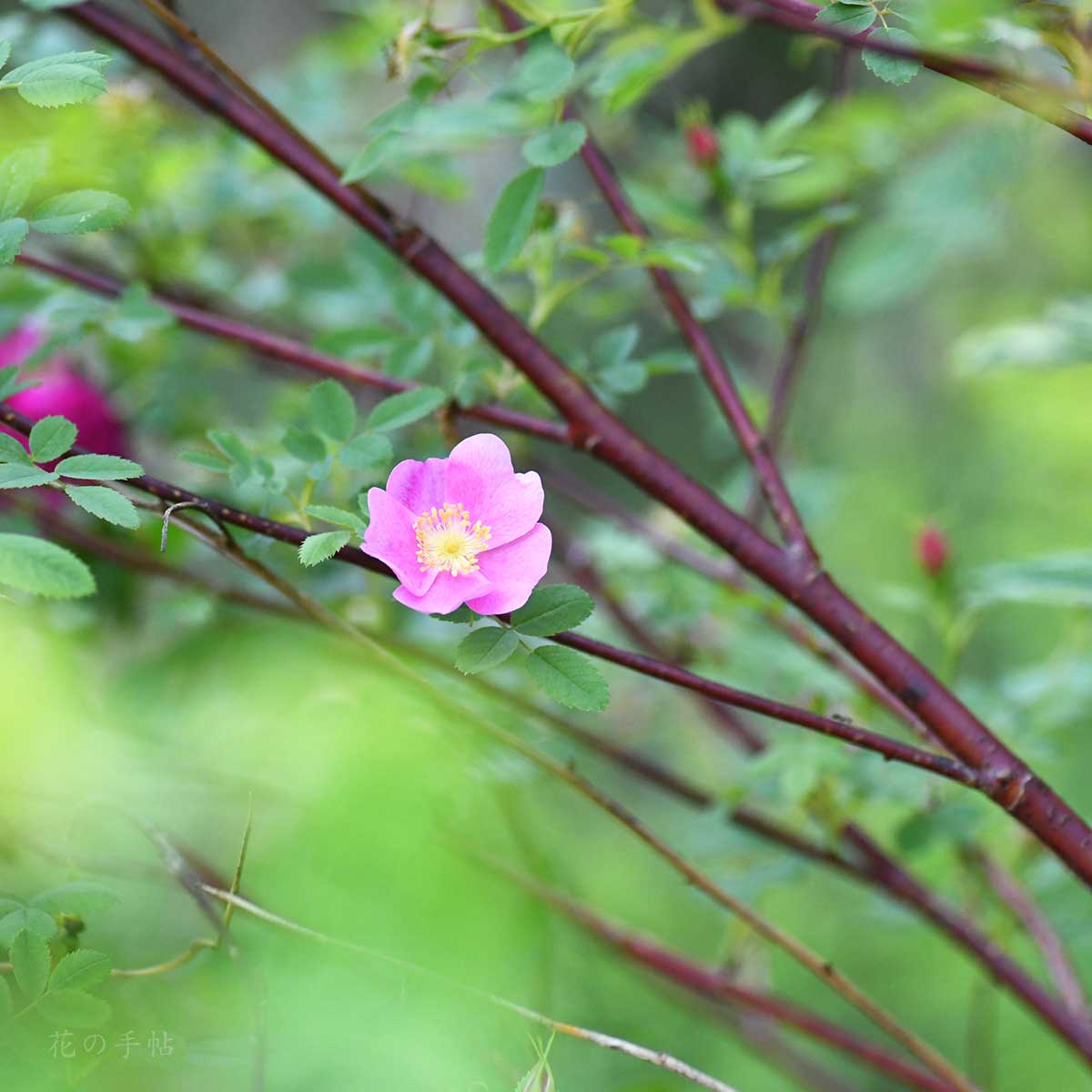 バラ ロサ ウッドシー フェンドレリー｜花の手帖の薔薇図鑑