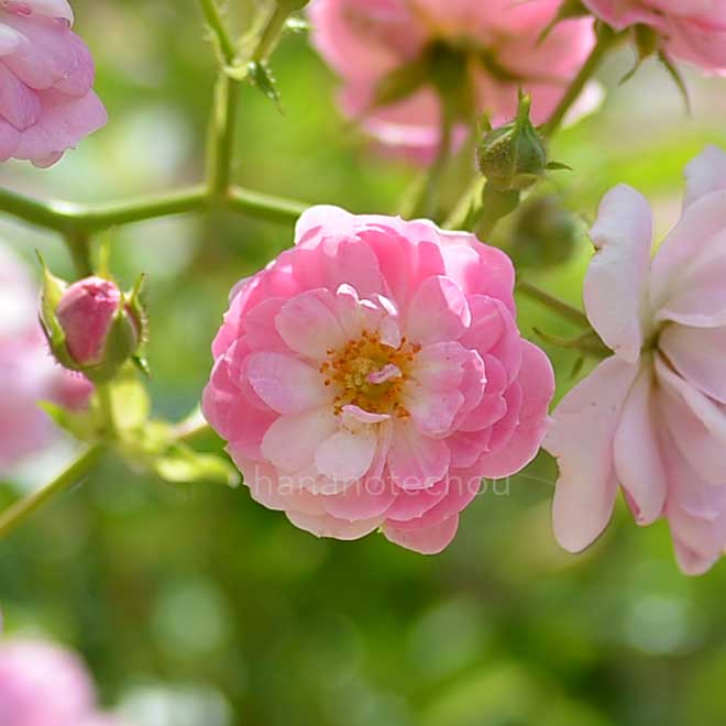 バラ ロゼ ダンジェ｜花の手帖の薔薇図鑑