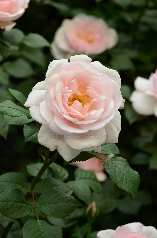 バラ ローズ ドゥ グランヴィル｜花の手帖の薔薇図鑑