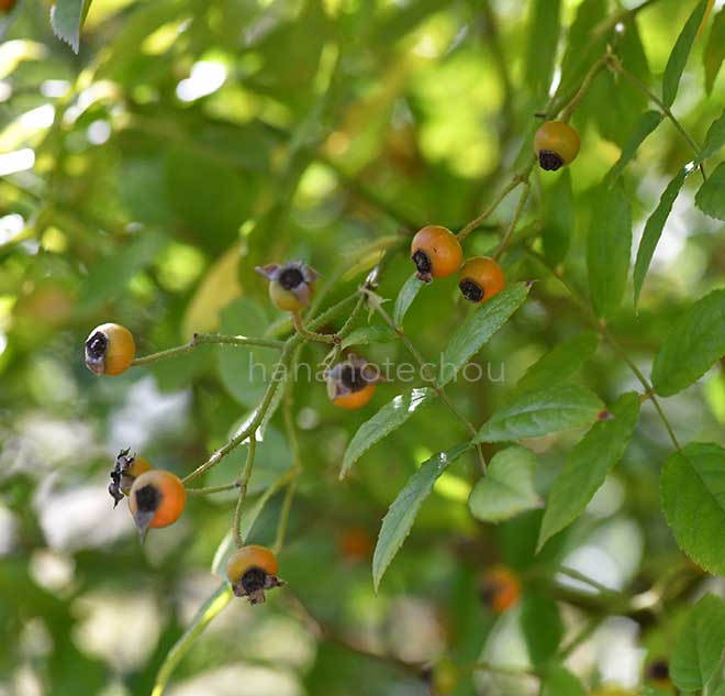 バラ ローズドゥモンプレジール｜花の手帖の薔薇図鑑