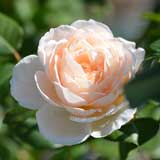 バラ ローズマリー｜花の手帖の薔薇図鑑