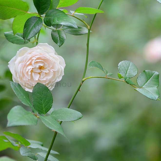 バラ ローズ マリー｜花の手帖の薔薇図鑑