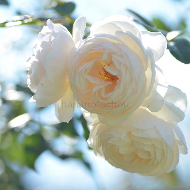 バラ ローズ マリー｜花の手帖の薔薇図鑑