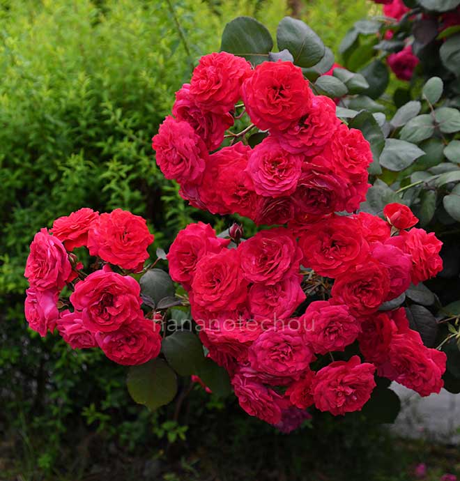 バラ ローズマリー ローズ｜花の手帖の薔薇図鑑