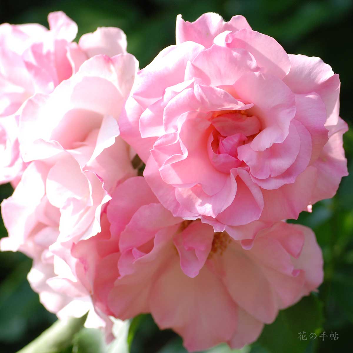 バラ ローゼンドルフ シュパリースホップ｜花の手帖の薔薇図鑑