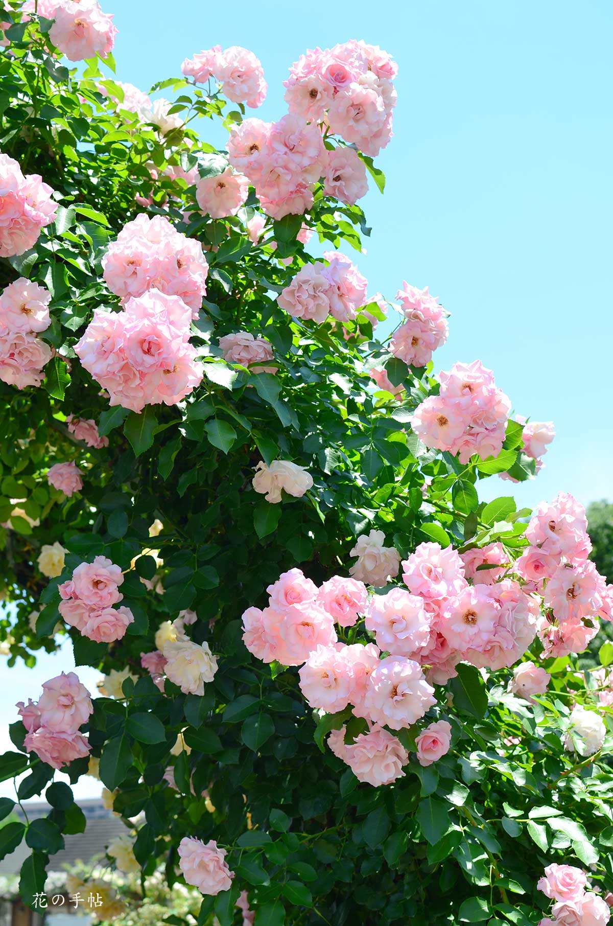 バラ ローゼンドルフ シュパリースホップ｜花の手帖の薔薇図鑑