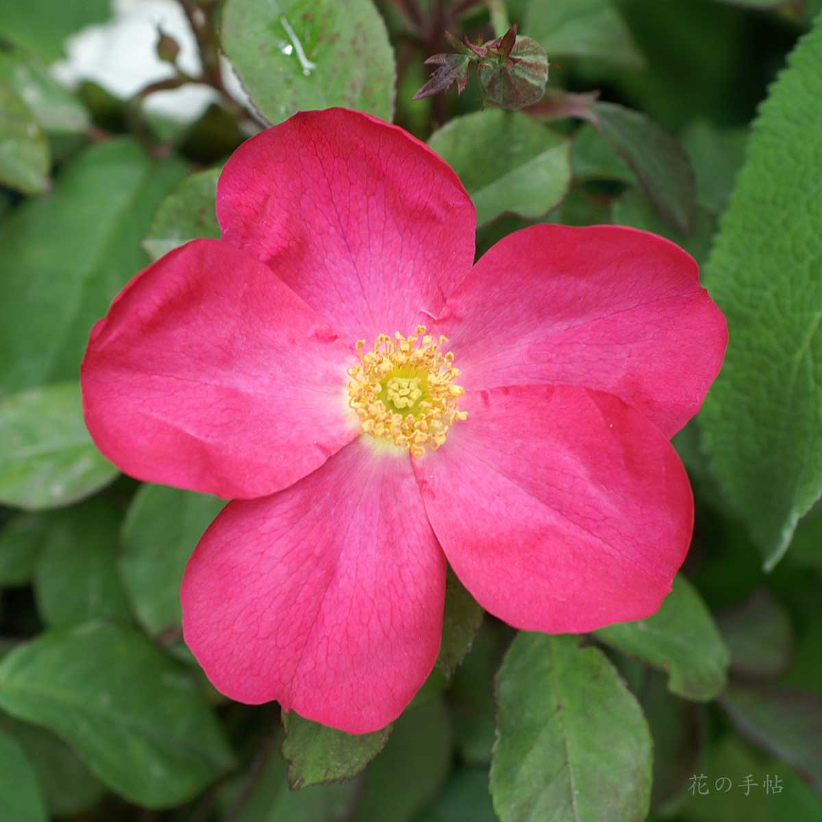 バラ ローズ オブ ピカーディ|花の手帖の薔薇図鑑