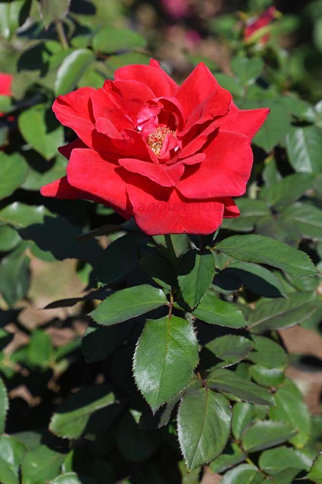 バラ ローズオオサカ｜花の手帖の薔薇図鑑