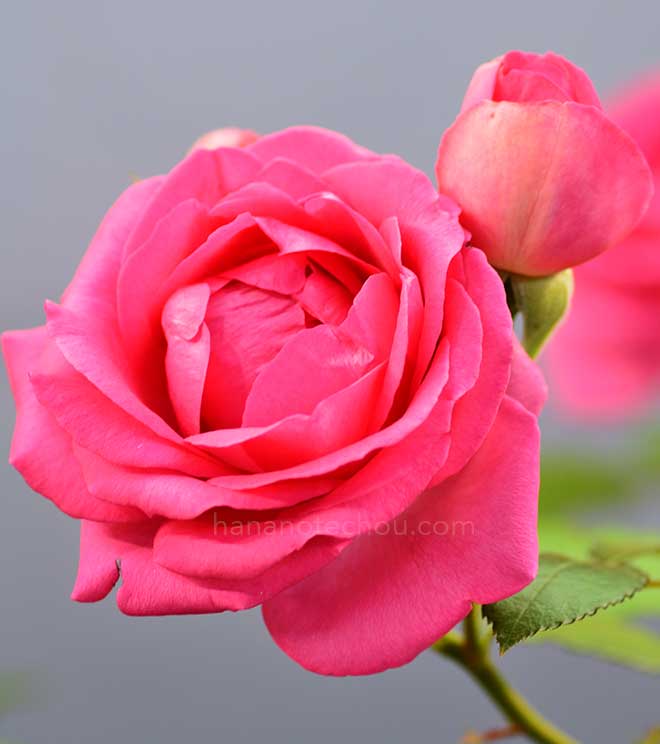 バラ ロゼ ピエール ドゥ ロンサール｜花の手帖の薔薇図鑑