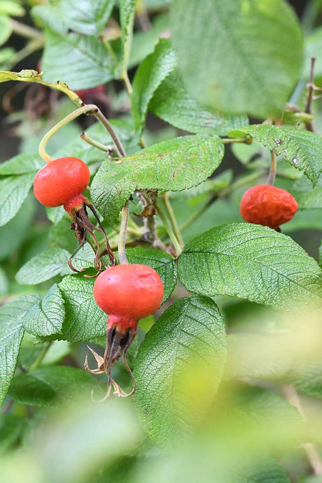 バラ ロザリ ド ライ｜花の手帖の薔薇図鑑