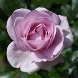 バラ ローズ シネルジック｜花の手帖の薔薇図鑑