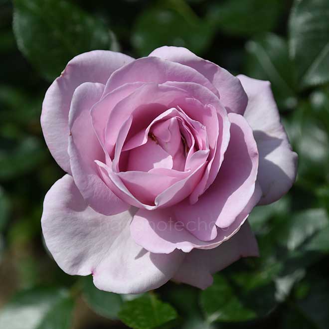 バラ ローズ シネルジック｜花の手帖の薔薇図鑑