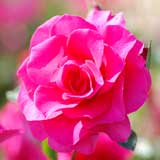 バラ ｜花の手帖の薔薇図鑑