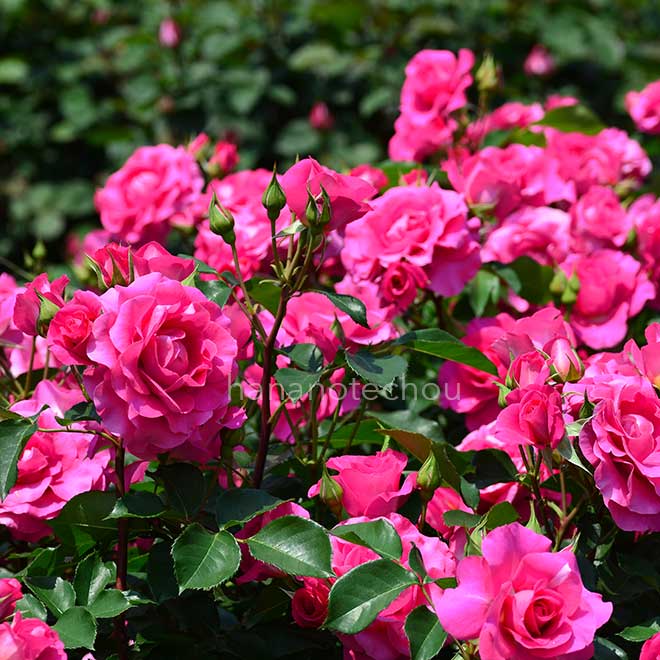 バラ ローズ うらら|花の手帖の薔薇図鑑