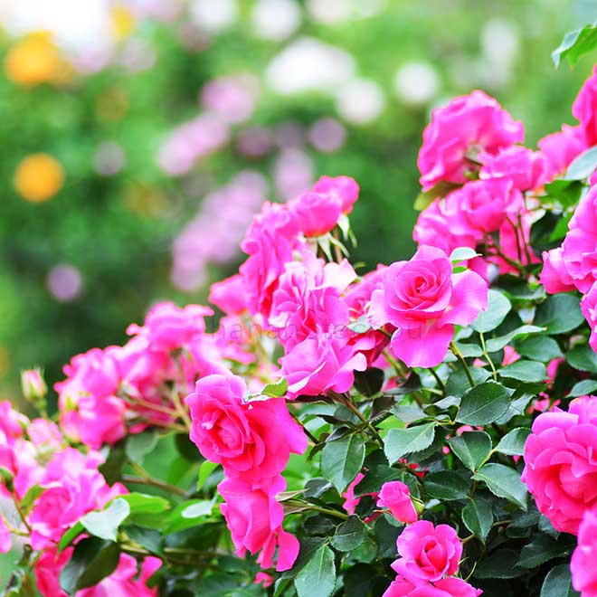 バラ ローズ うらら|花の手帖の薔薇図鑑