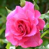 バラ つる ローズ うらら|花の手帖の薔薇図鑑