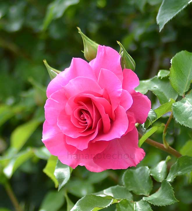 バラ つる ローズ うらら|花の手帖の薔薇図鑑