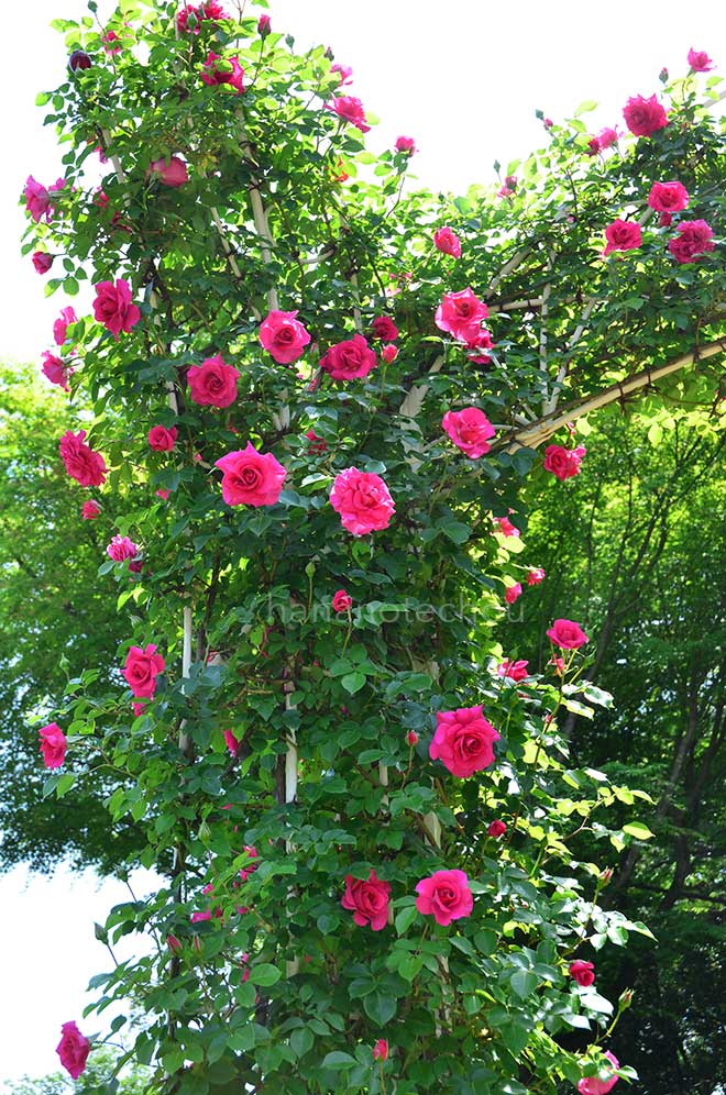 バラ つる ローズ うらら|花の手帖の薔薇図鑑