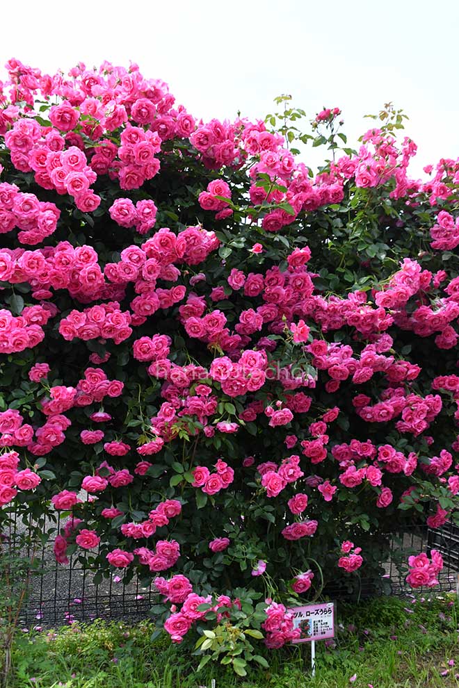 バラ つる ローズ うらら|花の手帖の薔薇図鑑