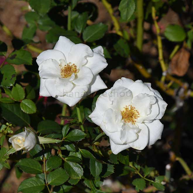 バラ ローズ ユミ｜花の手帖の薔薇図鑑