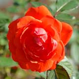 バラ ロジーミッターマイヤー｜花の手帖の薔薇図鑑