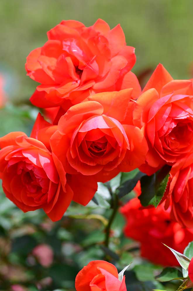 バラ ロジー ミッターマイヤー｜花の手帖の薔薇図鑑