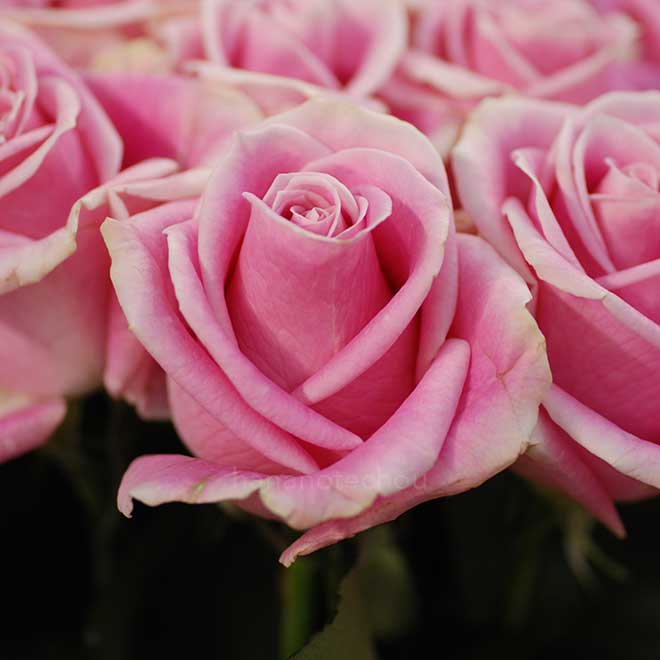 バラ ロジータ ベンデラ｜花の手帖の薔薇図鑑