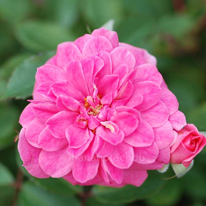 バラ ロズマリン'89｜花の手帖の薔薇図鑑