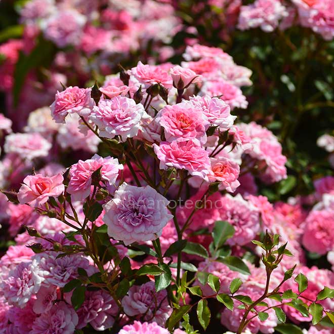 バラ ロズマリン'89｜花の手帖の薔薇図鑑