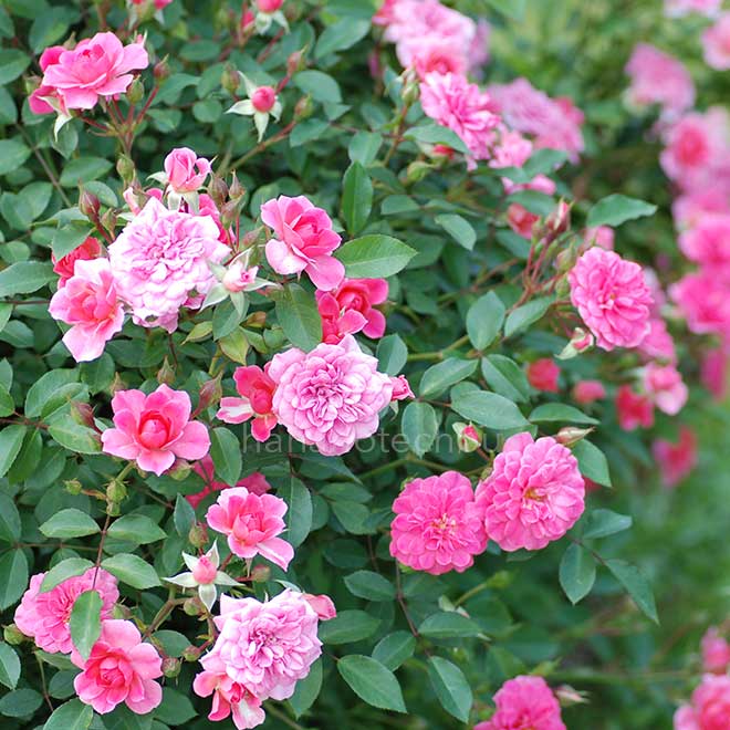 バラ ロズマリン'89｜花の手帖の薔薇図鑑