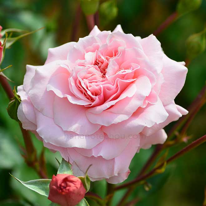 バラ ロゼッディ ローズ|花の手帖の薔薇図鑑