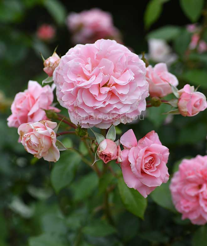 バラ ロゼッディ ローズ|花の手帖の薔薇図鑑