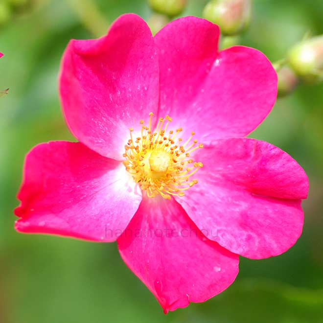 バラ ロージィ カーペット｜花の手帖の薔薇図鑑