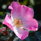 バラ ロージー クッション｜花の手帖の薔薇図鑑