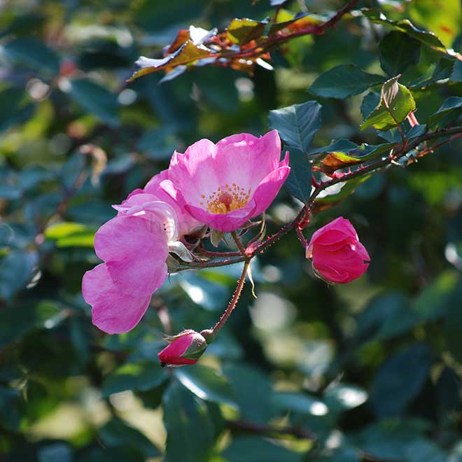 バラ ｜花の手帖の薔薇図鑑