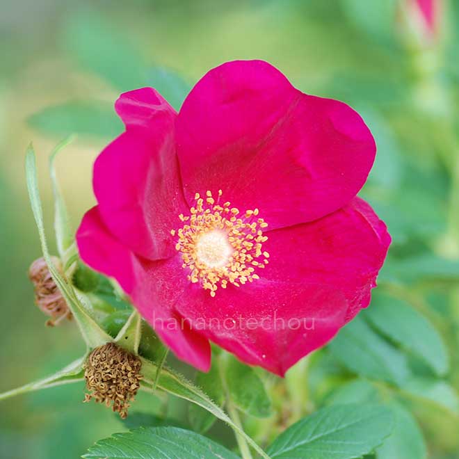 バラ ローテ ハノーバー|花の手帖の薔薇図鑑