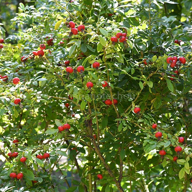 バラ ローテ ハノーバー|花の手帖の薔薇図鑑