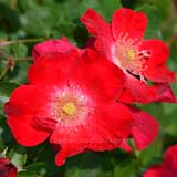 バラ ローテ マックス グラフ|花の手帖の薔薇図鑑