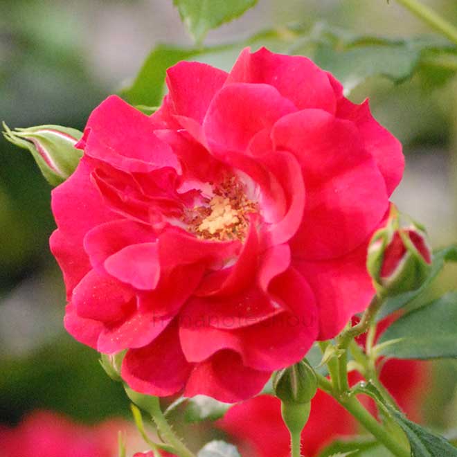 バラ ロッティリア|花の手帖の薔薇図鑑